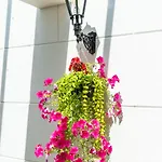 Hotell Grapelli Boutique